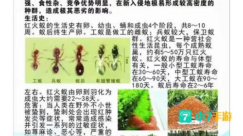 红火蚁的繁殖季节