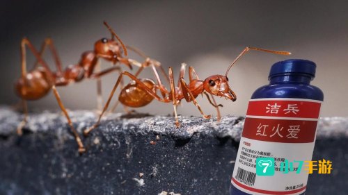 红火蚁的繁殖季节