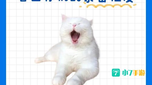 谁可以给我新版猫咪的地址