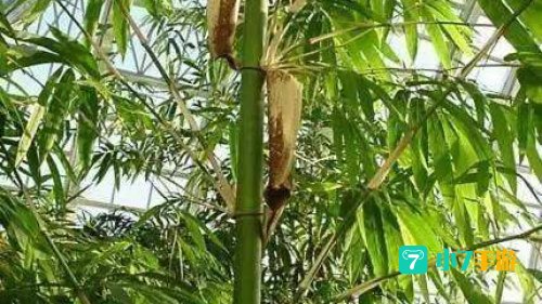竹子是生长速度最快的植物蚂蚁庄园