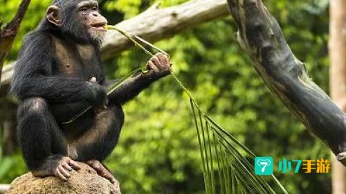 南宁动物园回应“丢那猩”走红